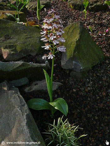 Purpurknabenkraut - Orchis purpurea