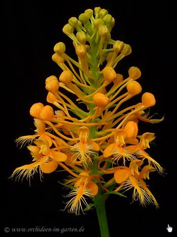 Platanthera ciliaris