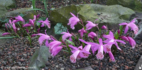 Eine Gruppe Pleione limprichtii im Frühjahr 2009