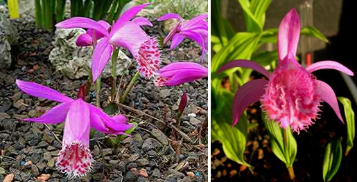 Pleione limprichtii