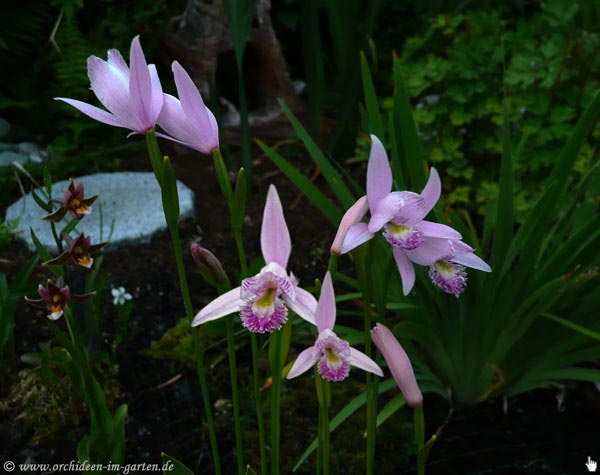 Pogonia ophioglossoides