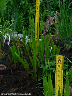 Pogonia ophioglossoides