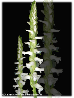 Spiranthes 'Chadd's Ford'