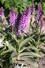 Dactylorhiza Grandis