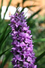 Dactylorhiza praetermissa