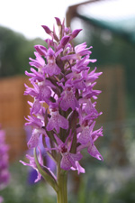 Dactylorhiza sphagnicola